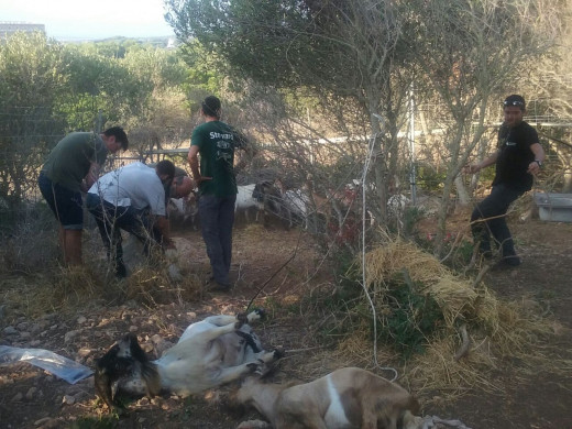 (Fotos) Trasladan a las cabras asilvestradas de s’Algar