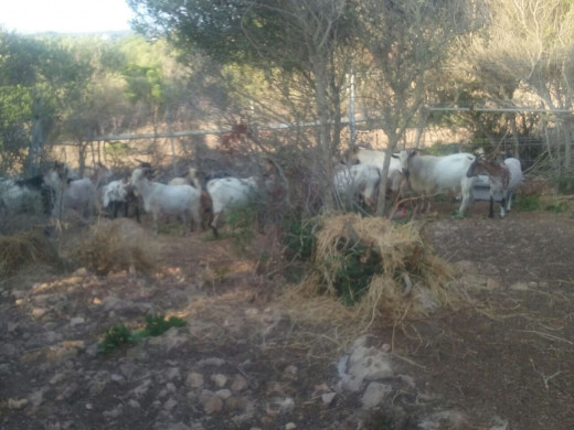 (Fotos) Trasladan a las cabras asilvestradas de s’Algar