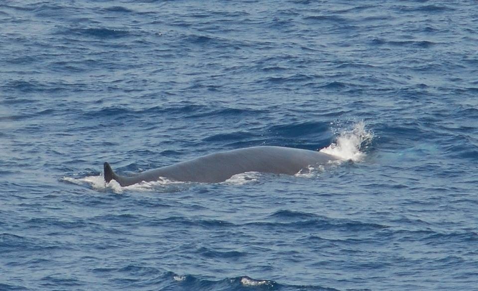 La ballena nadaba por la costa sur de Menorca.