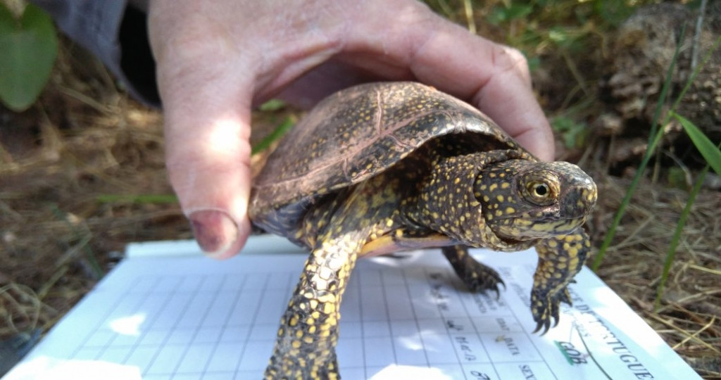 Tortuga de agua Emys