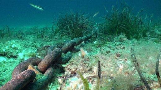 La posidonia es básica para mantener el equilibrio del Mediterráneo.