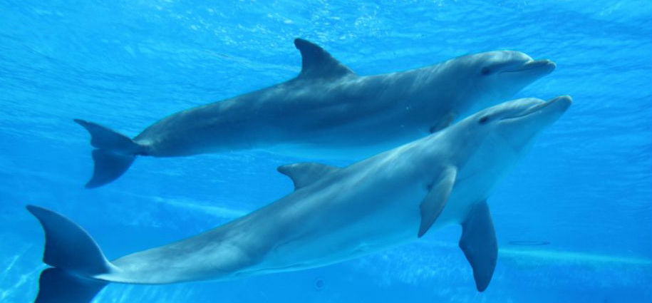 Imagen de dos delfines.