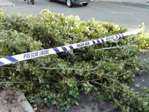 La policía local acordonó el árbol caído para evitar daños.