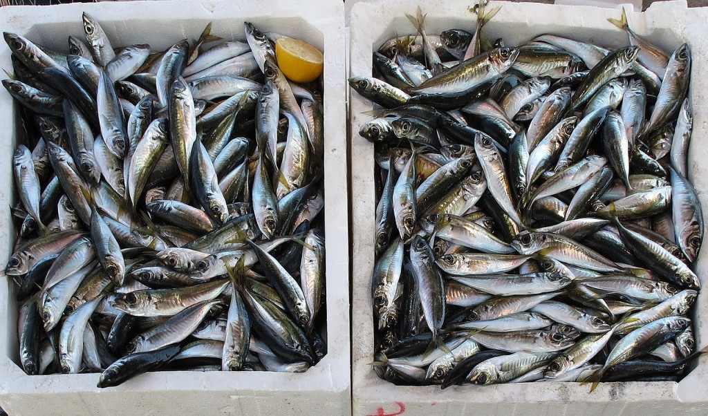 ¿De dónde vendrá el pescado si no hay quien lo pesque?