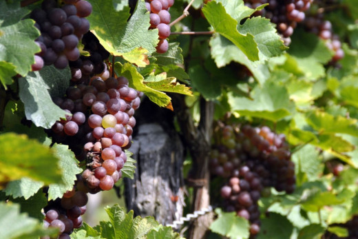 La producción de uva en Menorca disminuyó un 12,1% en 2022