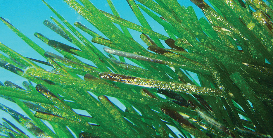 Posidonia.