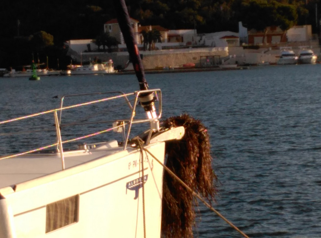 Imagen de la posidonia en la embarcación.