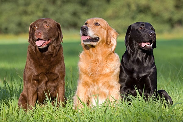 Tres perros labradores (Foto: Mascotafiel)