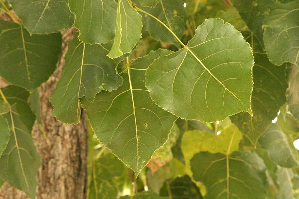 Populus canadiense