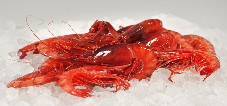 Gamba roja del Mediterráneo.