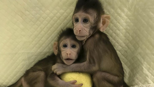 Zhong Zhong y Hua Hua los dos macacos de cola larga clonados.