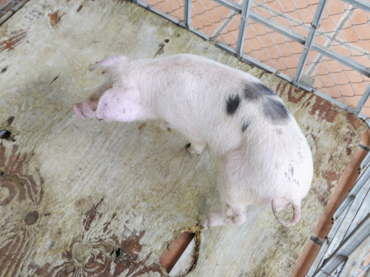 (Galería de fotos) El centro de Mahón y Sant Climent se llenan de animales por Sant Antoni