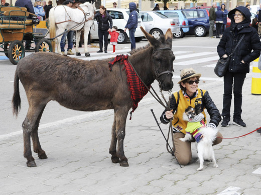 (Galería de fotos) El centro de Mahón y Sant Climent se llenan de animales por Sant Antoni