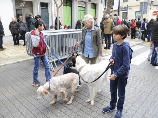 (Galería de fotos) El centro de Mahón y Sant Climent se llenan de animales por Sant Antoni