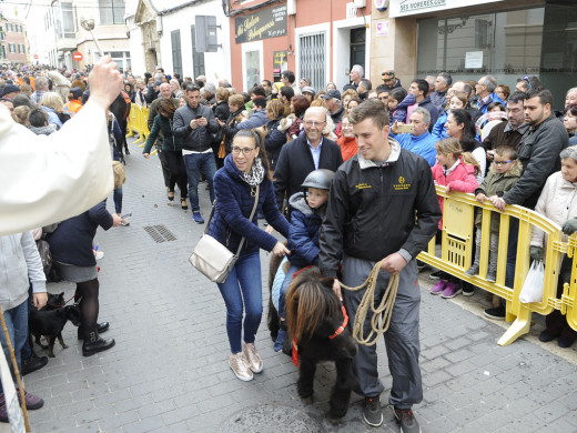 (Galería de fotos) El centro de Mahón y Sant Climent se llenan de animales por Sant Antoni