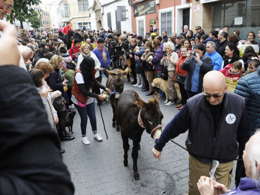 (Galería de fotos) El centro de Mahón y Sant Climent se llenan de animales por Sant Antoni