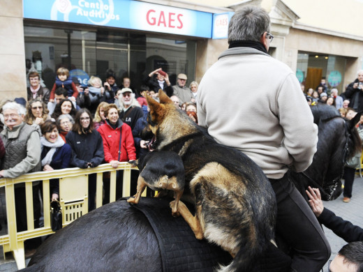 (Galería de fotos) El centro de Mahón y Sant Climent se llenan de animales por Sant Antoni