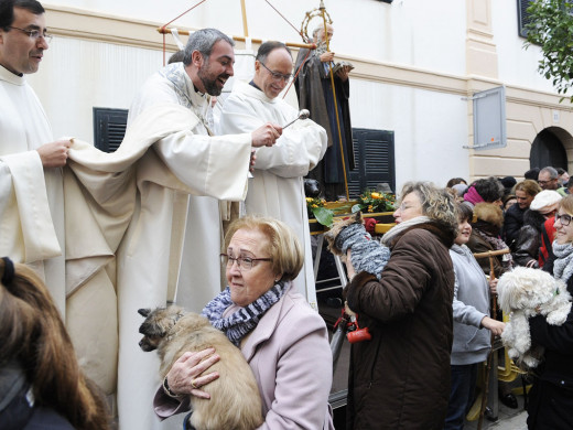 (Galería de fotos) El centro de Mahón y Sant Climent se llenan de animales por Sant Antoni