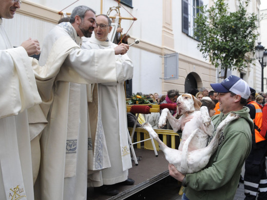 (Galería de fotos) El centro de Mahón y Sant Climent se llenan de animales por Sant Antoni