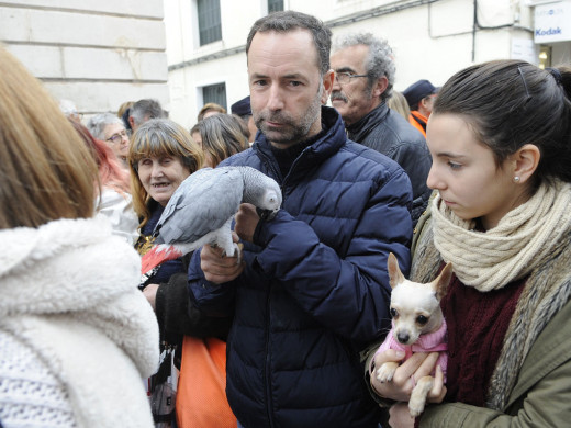 (Galería de fotos) El centro de Mahón y Sant Climent se llenan de animales por Sant Antoni