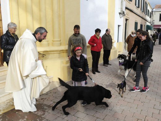 (Galería de fotos) El centro de Mahón y Sant Climent se llenan de animales por Sant Antoni