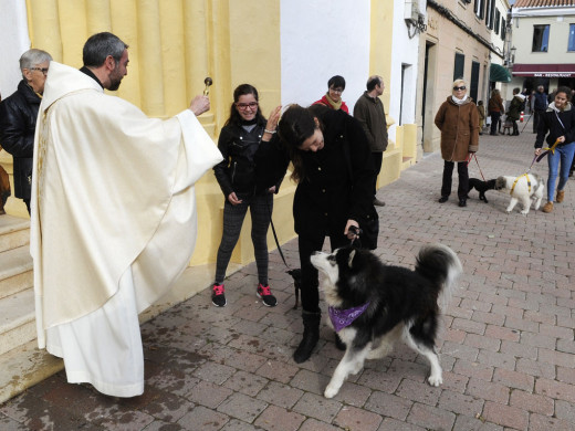 (Galería de fotos) El centro de Mahón y Sant Climent se llenan de animales por Sant Antoni