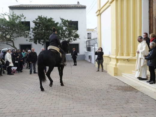 (Galería de fotos) El centro de Mahón y Sant Climent se llenan de animales por Sant Antoni