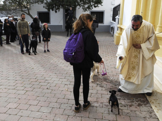 (Galería de fotos) El centro de Mahón y Sant Climent se llenan de animales por Sant Antoni