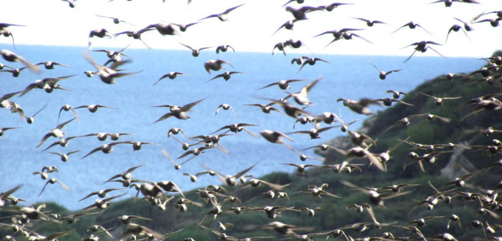 Aves en la Albufera des Grau (Foto: Balears Natura)