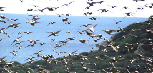 Aves en la Albufera des Grau (Foto: Balears Natura)