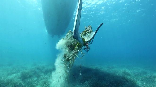 Un ancla entre la Posidonia afecta al ecosistema marino