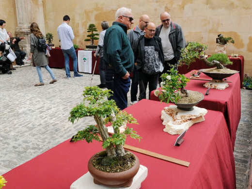 (Galería de fotos) Maó se llena de flores