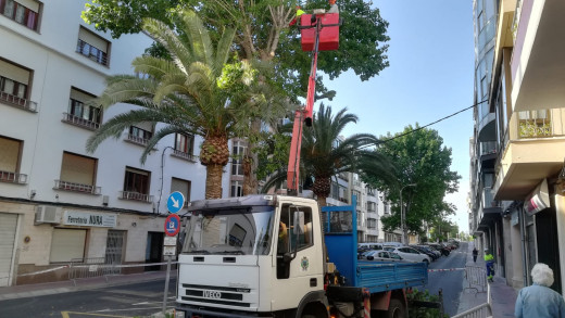 Estos días se desarrollarán los trabajos de poda de la arboleda de la calle Pintor Calbó. Fotos: Tolo Mercadar