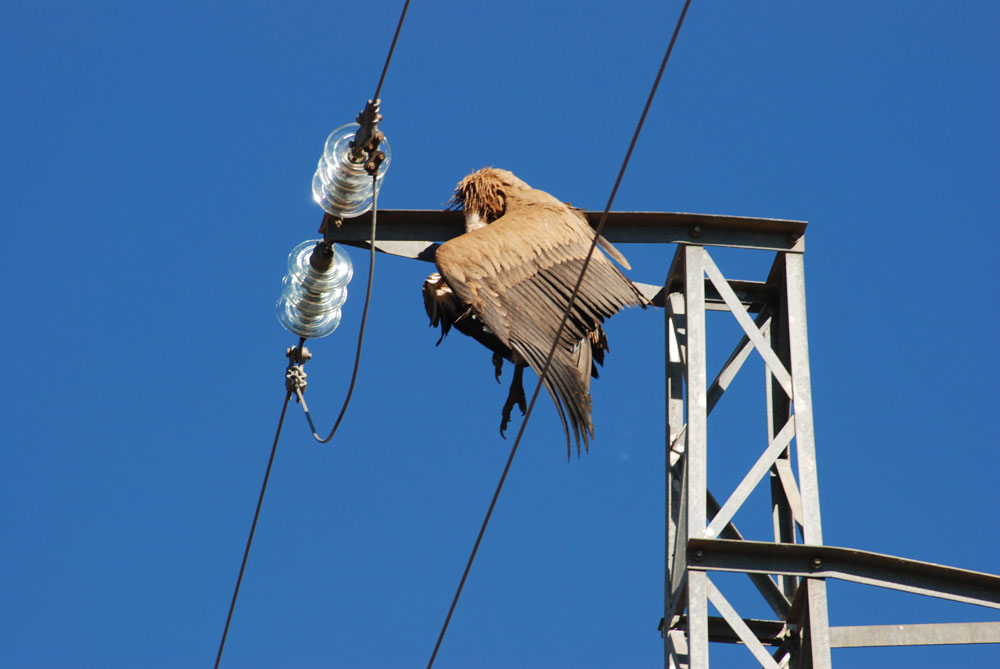 Los tendidos eléctricos pueden ser un arma mortal para las aves