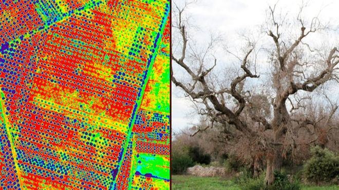 A la izquierda, un mapa creado por drones para detectar la presencia de la bacteria.