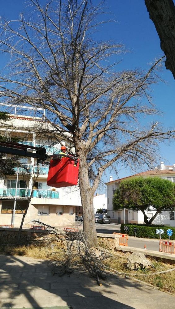 Los operarios, talando el árbol.