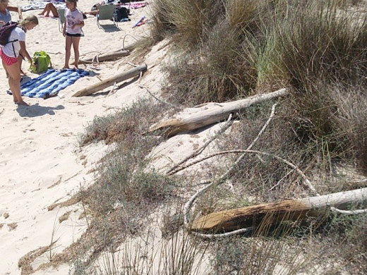 (Fotos) Denuncian la ocupación de la zona dunar de Cala Mitjana, que sigue perdiendo arena