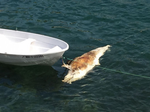 Delfín muerto en Cala Sant Esteve