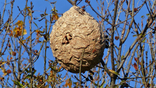 El nido se diferencia del de las avispas locales