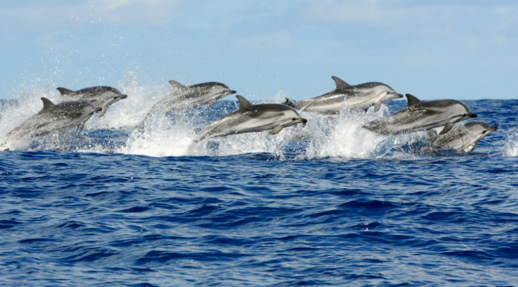 Delfines en el Mediterráneo