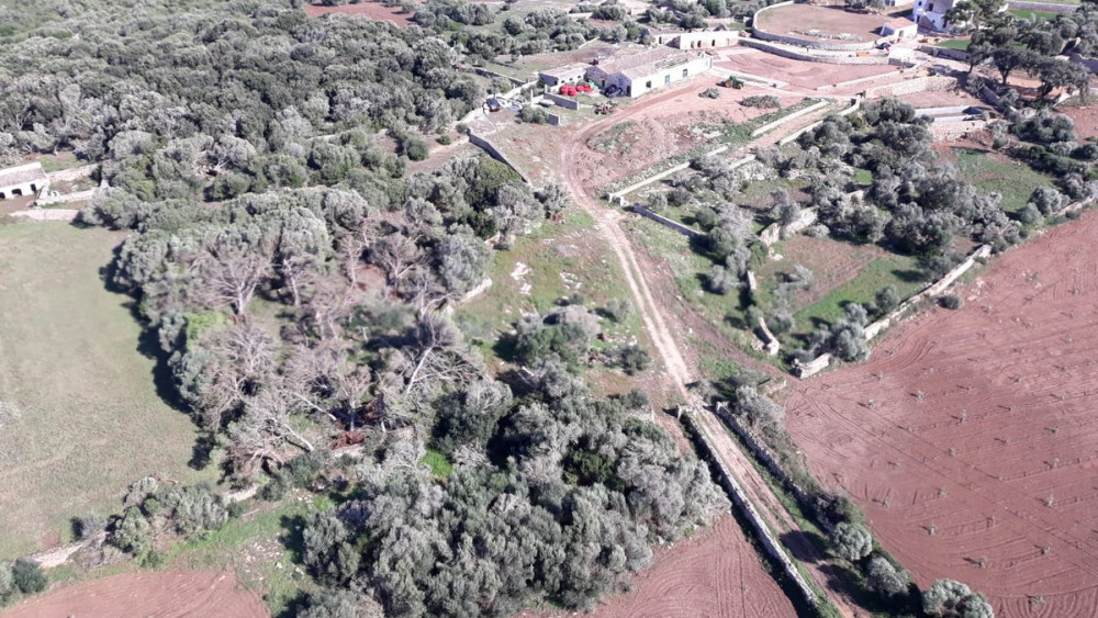 Fotografía aérea de los árboles caídos (Fotos: @xarxaforestal)