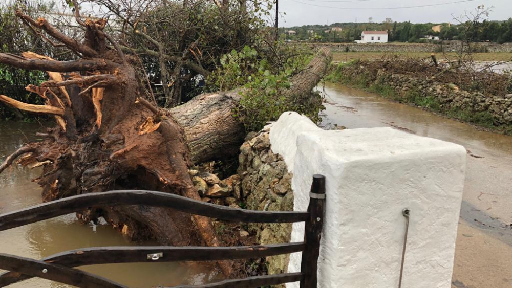 Uno de los árboles caídos tras el "cap de fibló" (Fotos: Tolo Mercadal)