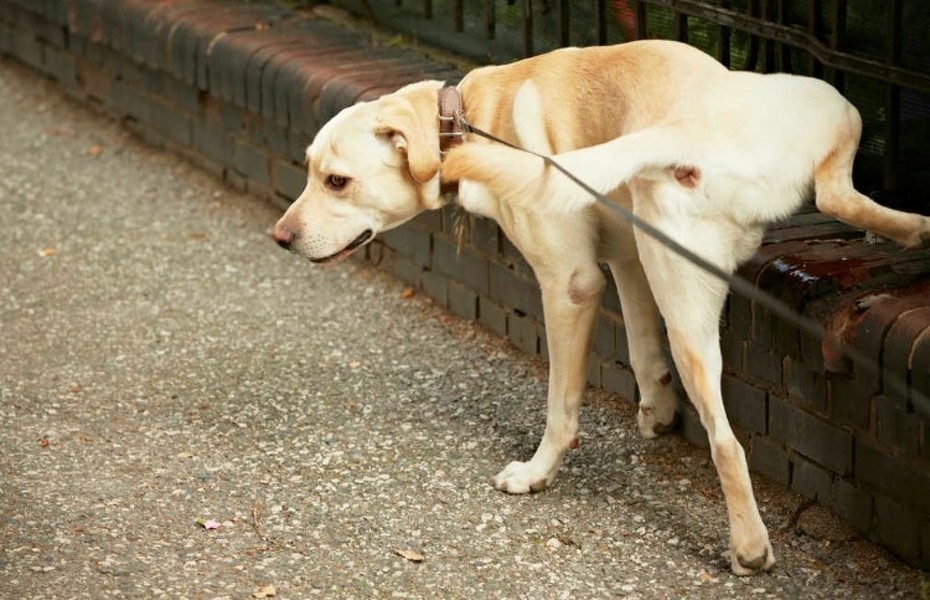 Perro orinando.