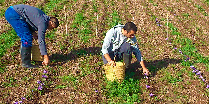 iSafra cultiva azafrán en la finca Santa Margarita de Es Mercadal (Foto web iSafra)