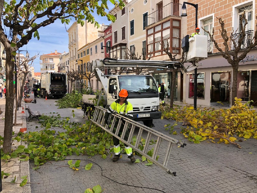 Comienza la poda de árboles en la calle Ses Moreres