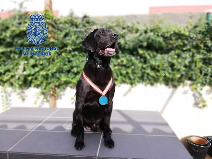 Doky, el perro de la Polcía Nacional de Baleares condecorado