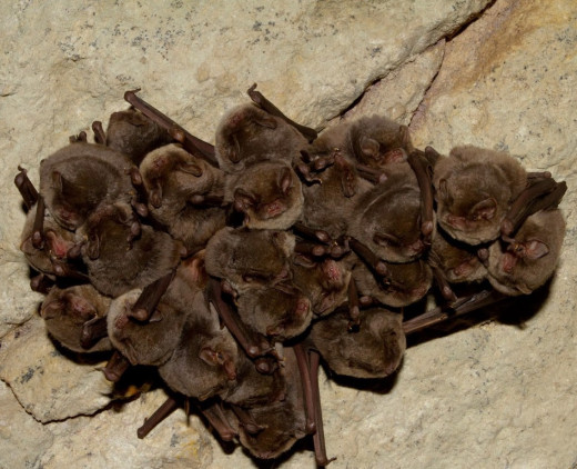 Los murciélagos son depredadores de la procesionaria y de otros insectos voladores, como los mosquitos (Foto: IME)