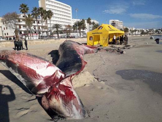 Imagen que envía Emergencias 112 sobre el estado de la ballena varada en Cala Millor (Mallorca)