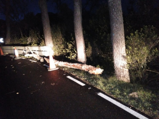 (Vídeos y fotos) Árboles caídos, oleaje, viento… así son los efectos del temporal