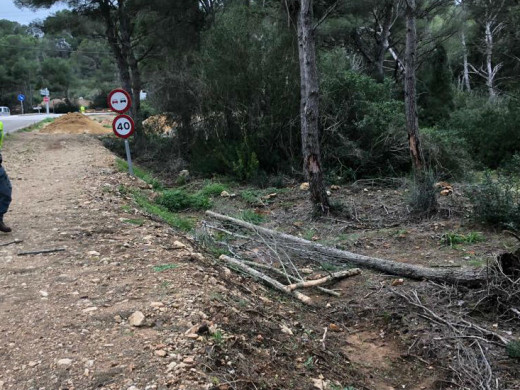 (Vídeos y fotos) Árboles caídos, oleaje, viento… así son los efectos del temporal